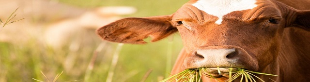 BOI VIVO É INSUMO DE ORIGEM ANIMAL PARA FINS DE CRÉDITO DE PIS E COFINS